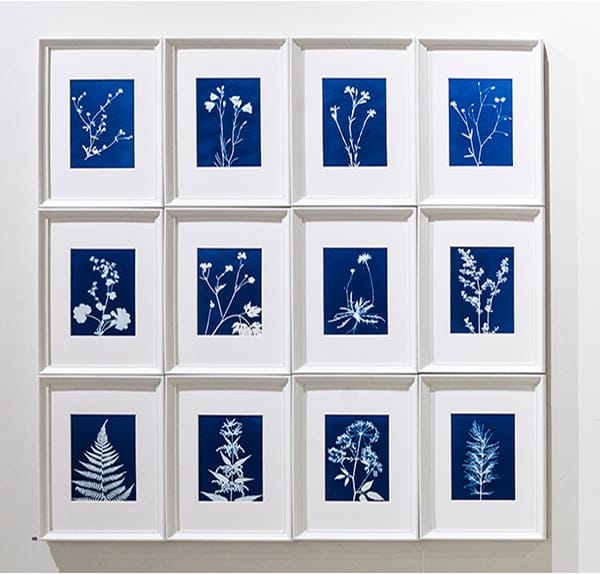 Syanotypia tekoksia niittykukista.