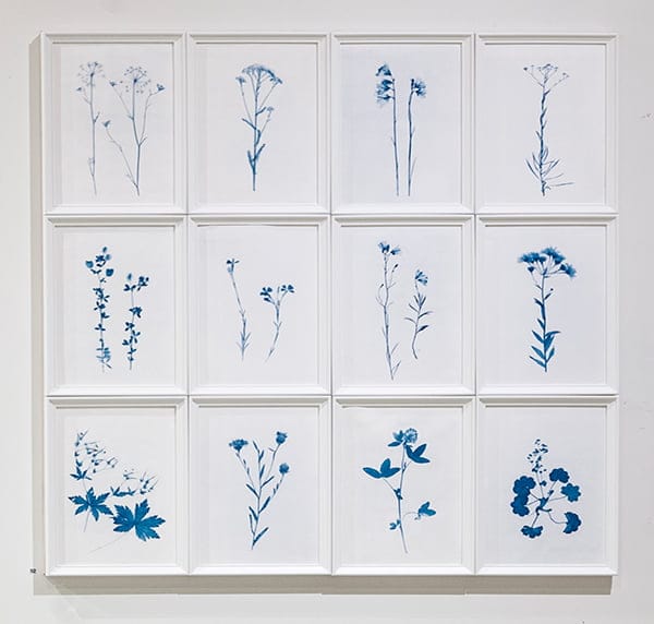 Syanotypia tekoksia niittykukista.